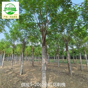 15公分紅花刺槐苗圃報(bào)價(jià)