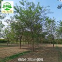 12公分國(guó)槐出售,老式國(guó)槐