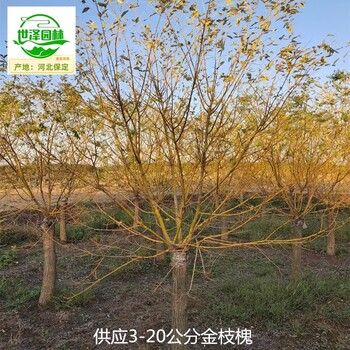 18公分金枝槐苗木批發(fā)