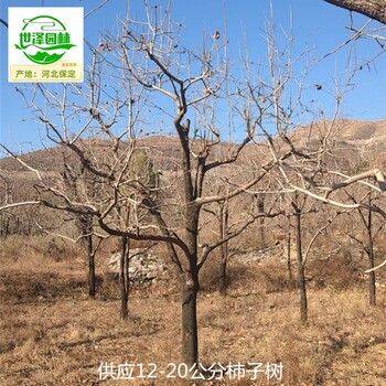 12公分柿子樹(shù)產(chǎn)地價(jià)格
