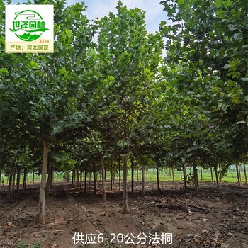25公分法桐出售,新法桐
