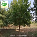 四川成都元寶楓產(chǎn)地批發(fā),五角楓
