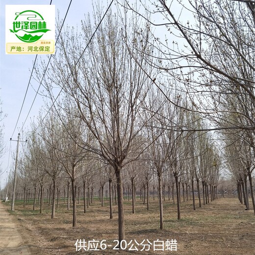 17公分白蠟產(chǎn)地出售