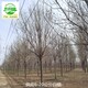 白蠟苗圃批發(fā)圖
