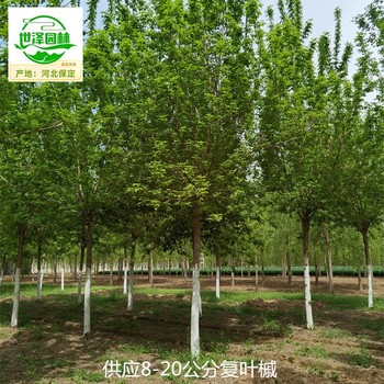 阿里復(fù)葉槭苗圃價格