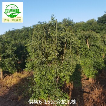 內(nèi)蒙古烏海龍爪槐,國(guó)槐樹