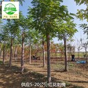 江西鷹潭紅花刺槐產地價格