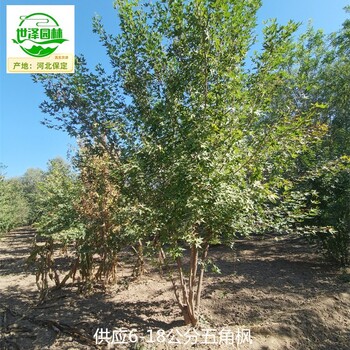 25公分五角楓苗木批發(fā)