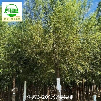 商洛饅頭柳市場(chǎng)售價(jià)