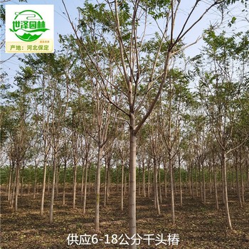 10公分千頭椿基地,臭椿樹(shù)
