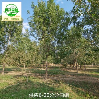 17公分白蠟基地批發(fā),桿直帽圓
