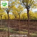 15公分金葉槐苗木報價