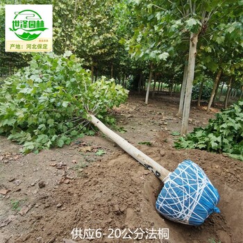 十堰法桐,法國梧桐