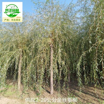 13公分金絲垂柳苗圃供應