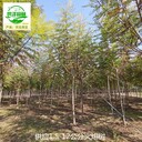 慶陽(yáng)火炬樹(shù)產(chǎn)地出售,鹽膚木