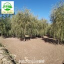 江西景德鎮(zhèn)垂柳廠家供應(yīng)