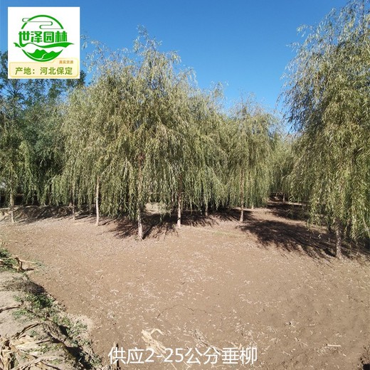 8公分垂柳基地供應