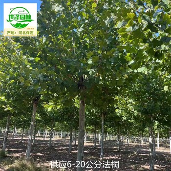 17公分法桐廠家報(bào)價(jià),枝繁葉茂