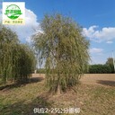 2公分垂柳產(chǎn)地供應(yīng),絳柳