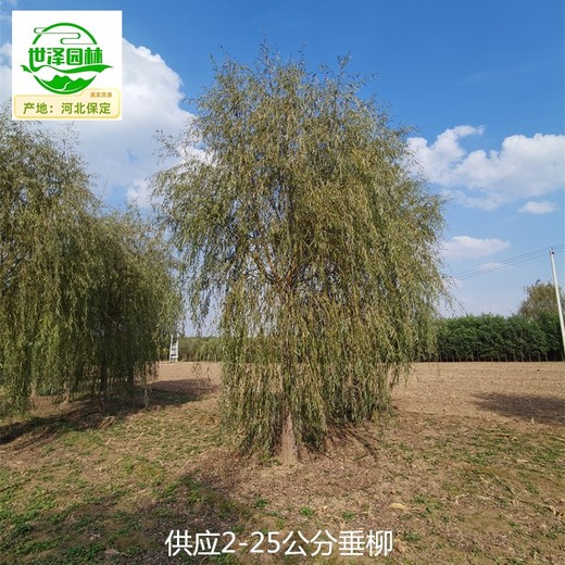 5公分垂柳信息價(jià)