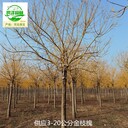 12公分金枝槐苗圃出售,黃金槐