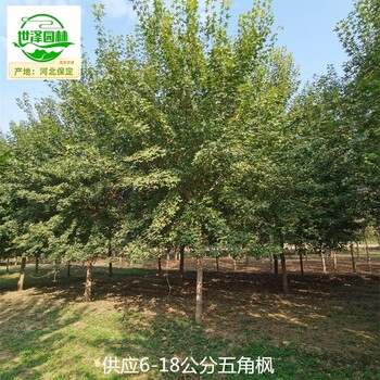10公分元寶楓基地批發