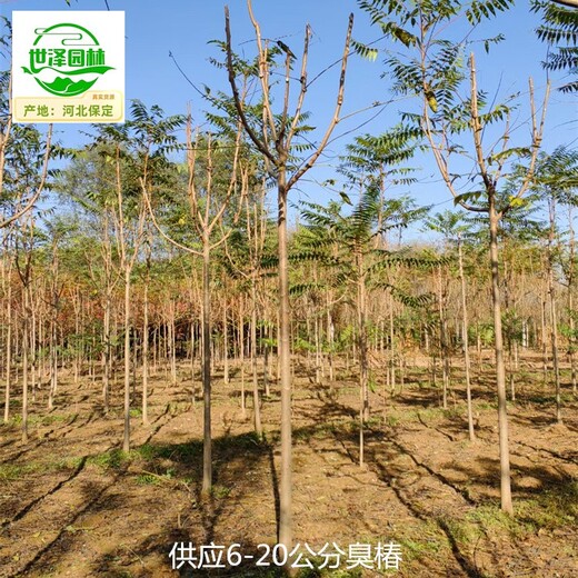 9公分臭椿苗圃報(bào)價(jià)