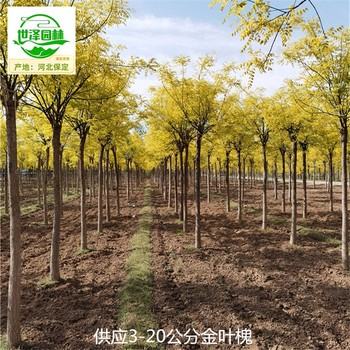 金葉槐產地價格,國槐