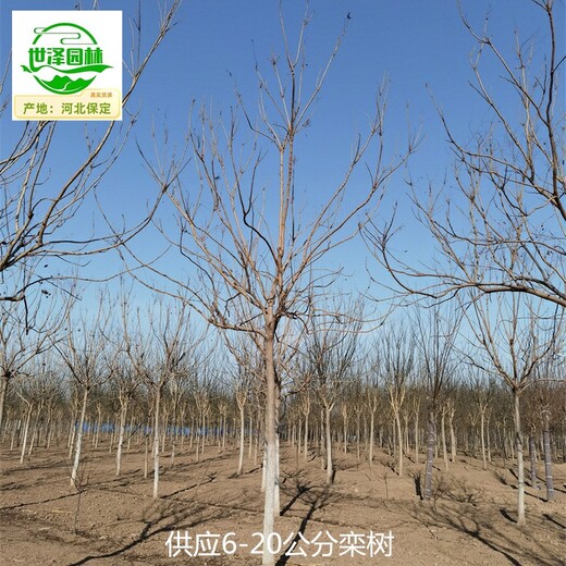 阿里欒樹苗木供應(yīng),北方欒樹