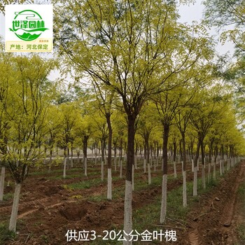 9公分金葉槐產(chǎn)地供應(yīng),國槐樹