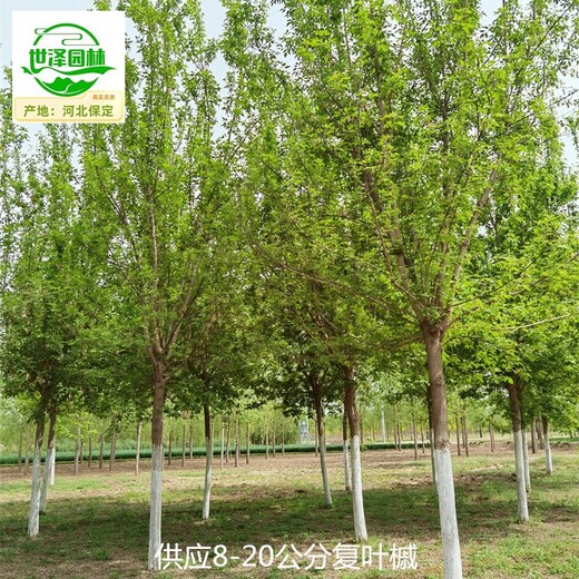 9公分復(fù)葉槭苗圃報(bào)價(jià)