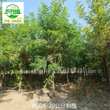 15公分刺槐樹價格,洋槐樹