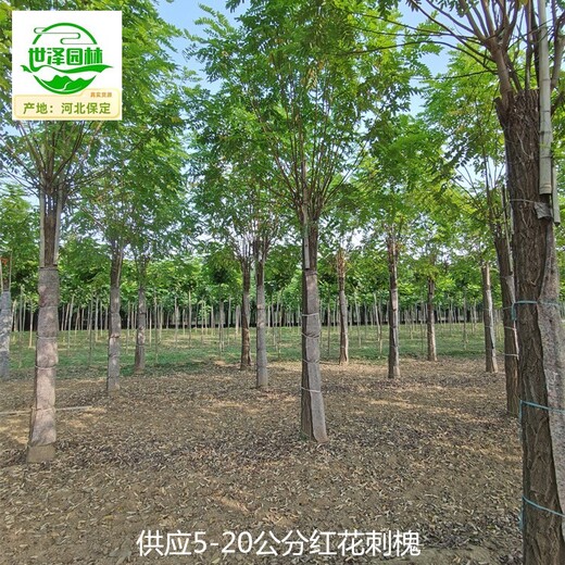 四川攀枝花6公分紅花刺槐產(chǎn)地