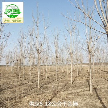 8公分千頭椿產(chǎn)地價(jià)格,臭椿樹(shù)