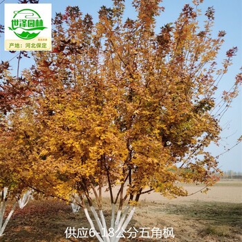 25公分元寶楓基地價(jià)格,五角楓