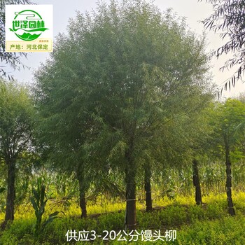 河南鶴壁25公分饅頭柳,旱柳