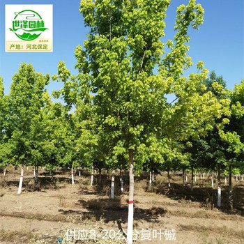 阿里復(fù)葉槭苗圃價格