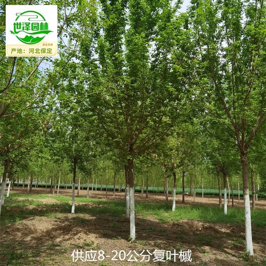 寧夏吳忠復(fù)葉槭產(chǎn)地批發(fā)