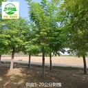 河北唐山刺槐批發(fā)