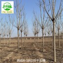 18公分千頭椿苗圃報價,臭椿樹