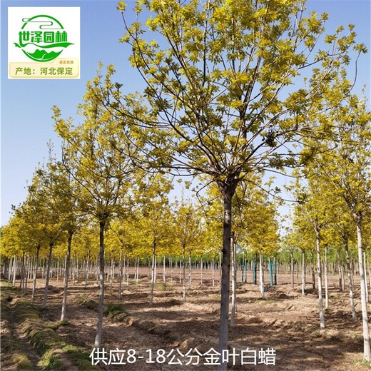 9公分金葉白蠟廠家價(jià)格,黃蠟