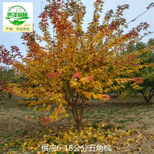 遼寧葫蘆島五角楓苗木供應