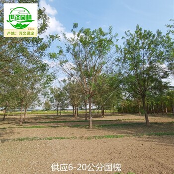 8公分國(guó)槐苗圃基地