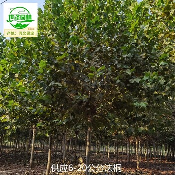 17公分法桐苗木價(jià)格,新法桐