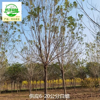 25公分白蠟基地供應(yīng),桿直帽圓