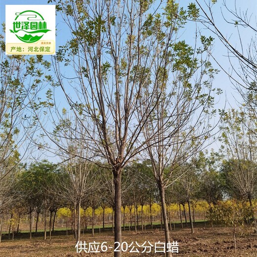 圖木舒克白蠟苗木價格
