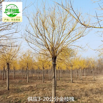 15公分金枝槐樹報價,黃金槐
