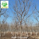 18公分欒樹苗木基地,北欒