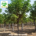 13公分紅花刺槐苗圃,紅花槐