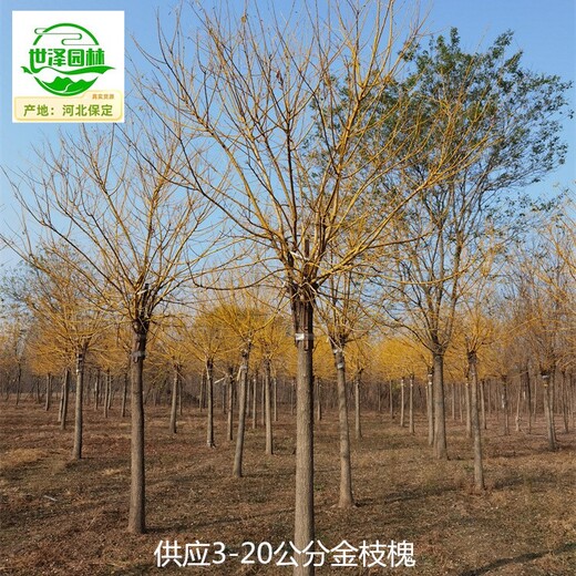 內蒙古錫林郭勒盟金枝槐出售